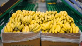 Tensión comercial Moscú-Quito; Rusia no importará banano ecuatoriano