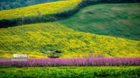 Fotos: Irán se llena de color con floraciones de primavera