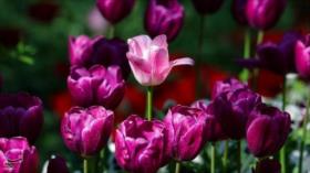 Tulipanes en Baq Iraní: La belleza de la primavera se despliega