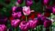 Tulipanes en Baq Iraní: La belleza de la primavera se despliega