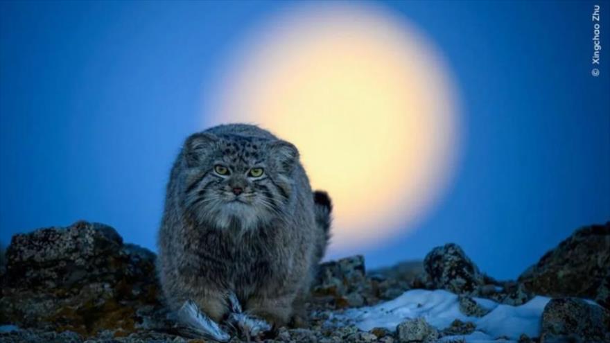 Excelentes imágenes del concurso de fotografía de Vida Silvestre del Año