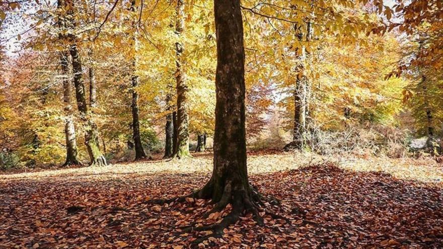 Bosque de Lulman es una de las hermosas áreas forestales de Gilan-Irán