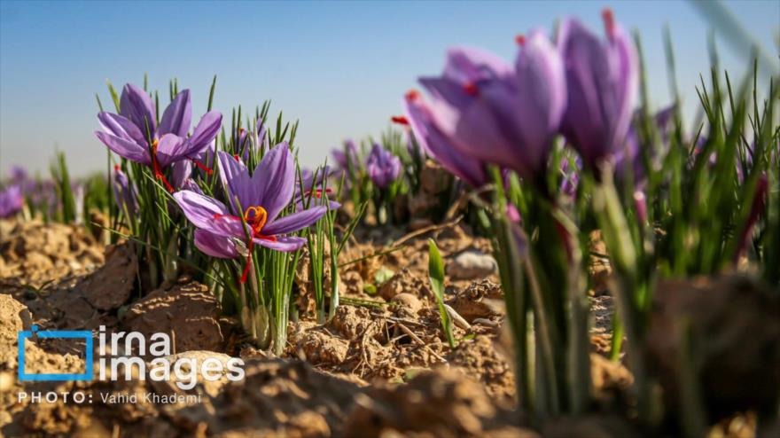 Azafrán se cosecha en granjas de Faruk en Jorasán del Norte en Irán