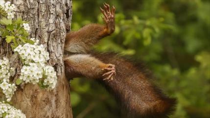 Magníficas fotos ganadoras del Nikon Comedy Wildlife Awards 2024