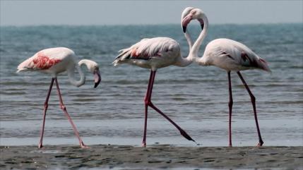 Flamencos llegan a Hormozgán para disfrutar del Golfo Pérsico