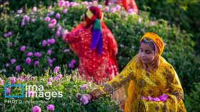 En fotos: celebración del festival de agua de rosas en Meymand, Irán