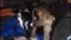 13 trabajadores mineros murieron en Pataz, Perú, víctimas de violencia