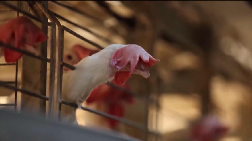 Brasil confirma nuevos casos de gripe aviar en animales silvestres