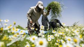 Flores de manzanilla cubren Isfahán en la esperada temporada anual