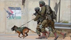 Arma brutal: Europa envía los perros que usa Israel contra palestinos