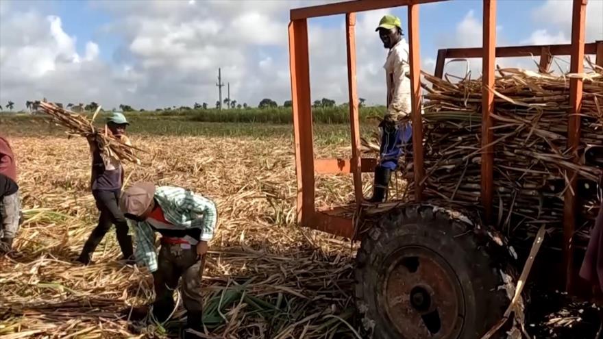 Trabajos forzados en plantaciones cañeras de República Dominicana