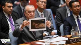 Argelia: Ignorancia y silencio no pueden justificar genocidio en Gaza