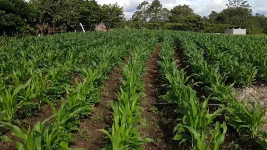 Granos básicos como el maíz y el frijol contienen glifosato en Guatemala