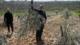 Israel arranca más de 3000 olivos en aldea palestina de Cisjordania