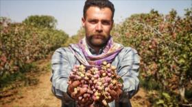 Fotos muestran la cosecha del pistacho, el “oro verde”, en Irán