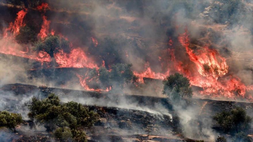 Un incendio en un olivar provocado por colonos israelíes en la aldea de Salem, al este de Nablus en la Cisjordania ocupada, 25 de mayo de 2025. (Foto: AFP)