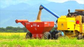 Nicaragua consolida su crecimiento agrícola y autosuficiencia alimentaria