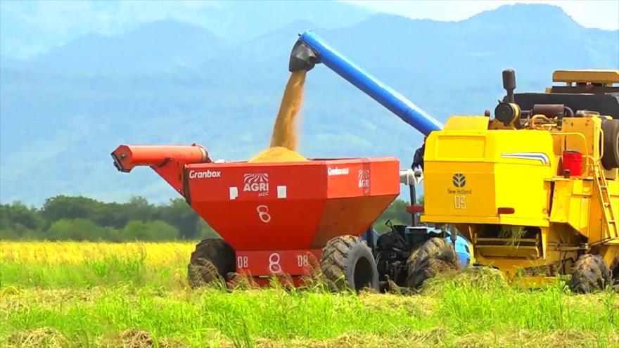 Nicaragua consolida su crecimiento agrícola y autosuficiencia alimentaria