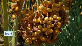 Descubre Irán: Oportunidad, dátiles, Parte 1