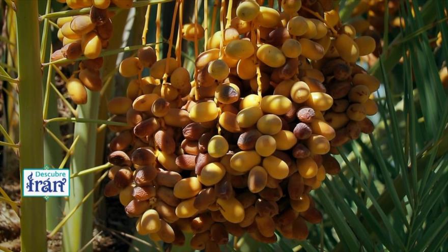 Descubre Irán: Oportunidad, dátiles, Parte 1