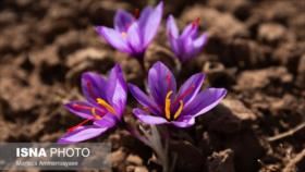 Fotos de la cosecha de azafrán, el “oro rojo”, en Irán