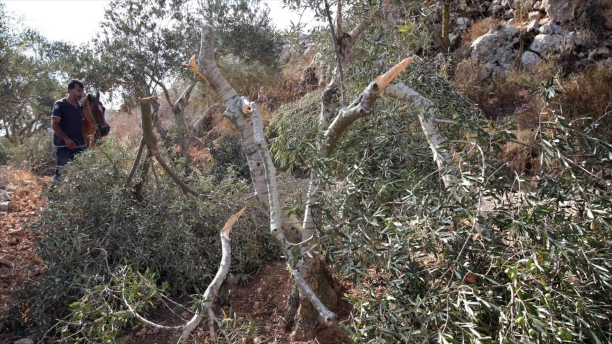 Olivos talados por colonos en Cisjordania ocupada. 