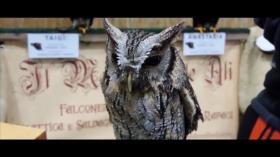 La industria dolorosa - Episodio1