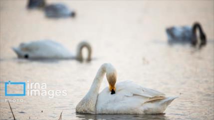 En fotos: el refugio invernal de aves migratorias en Sorjrud