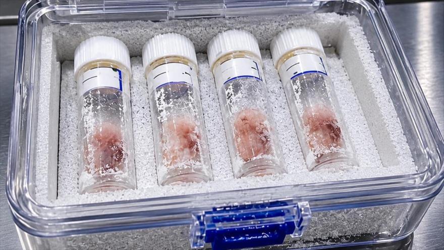 Cuatro embriones humanos conservados en tubos especiales dentro de un contenedor refrigerado.