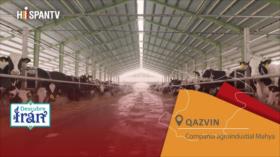 Descubre Irán: Qazvín - Compañía agroindustial Mahya