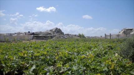 La agricultura de Gaza, devastada por la guerra israelí 