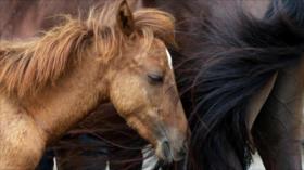 Fotos: Irán celebra el festival de belleza del ancestral caballo Caspio