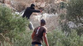 Colonos israelíes agreden a palestinos durante la cosecha de aceitunas