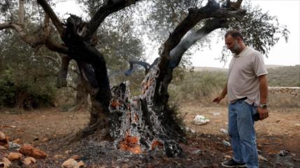 Expertas de ONU: acciones de Israel amenazan la agricultura en Cisjordania