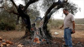 Expertas de ONU: acciones de Israel amenazan la agricultura en Cisjordania