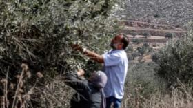 Israel detiene a un candidato al Congreso de EEUU en Cisjordania