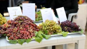 Festival de la Uva en Irán: tradición, agricultura y economía local